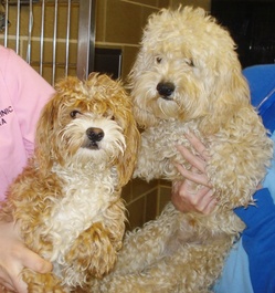 Cockapoos[1].jpg